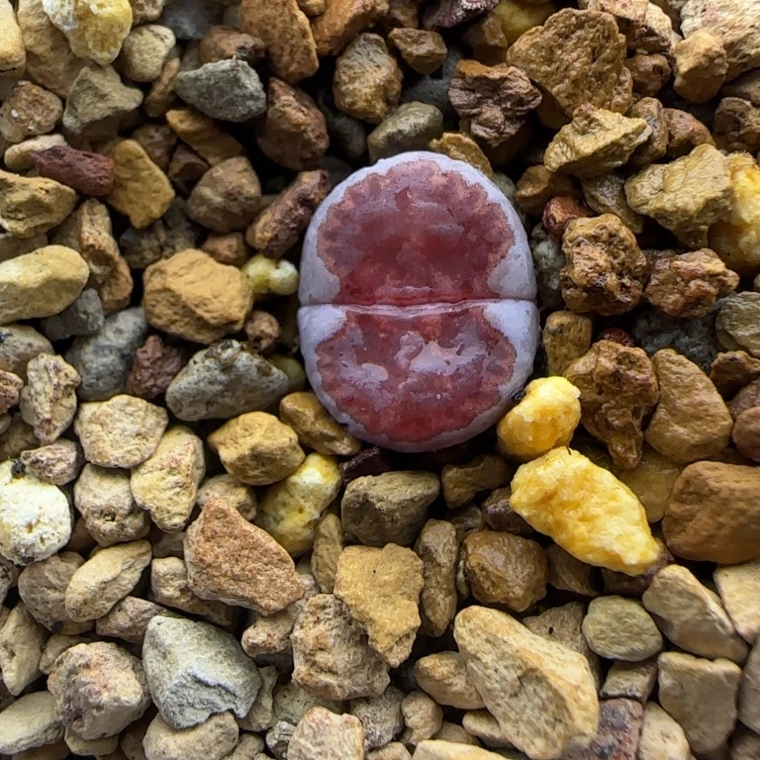 粗边甜甜圈饼干大棚直播