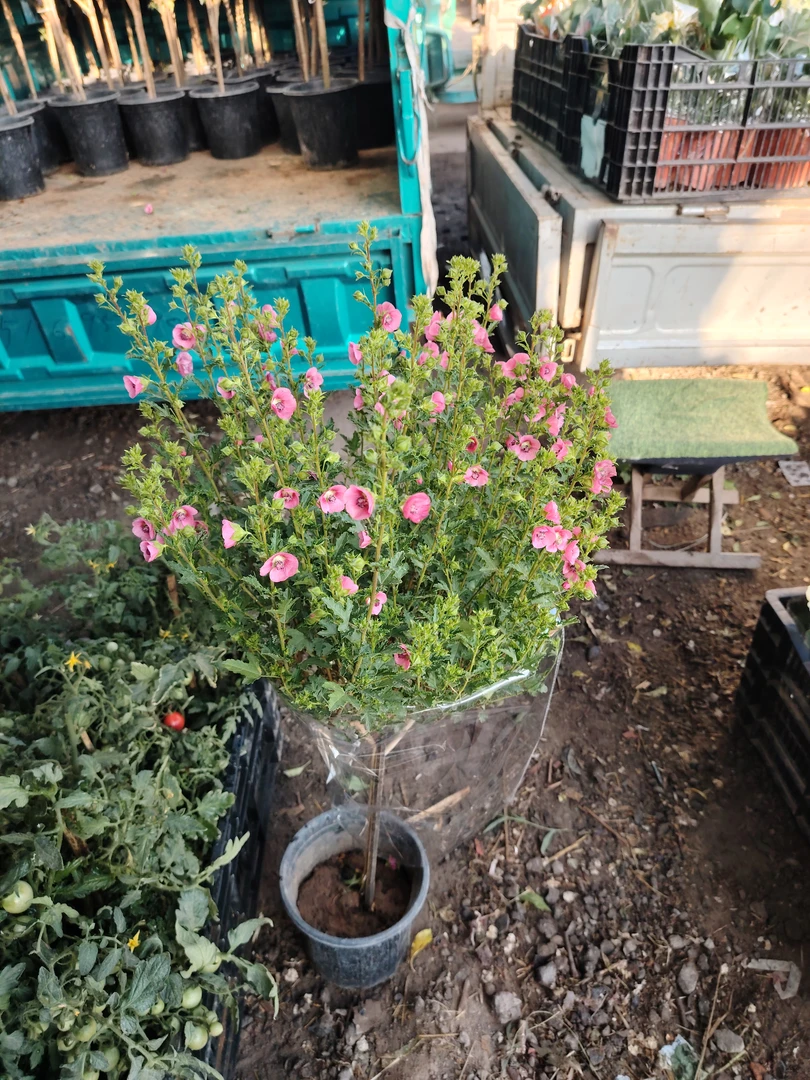 小木槿花树苗棒棒糖盆栽带花苞适合室内外阳台庭院种植