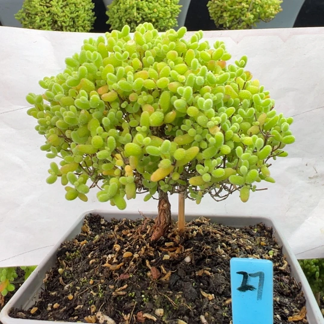 蜜橘糖球蘑菇头27号