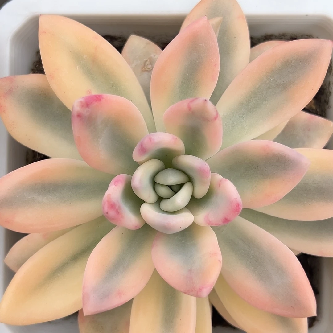 奥普彩锦多肉植物