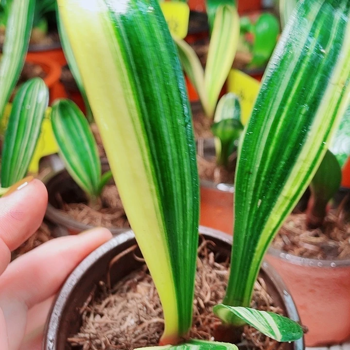 当前无花栽培后可以开花