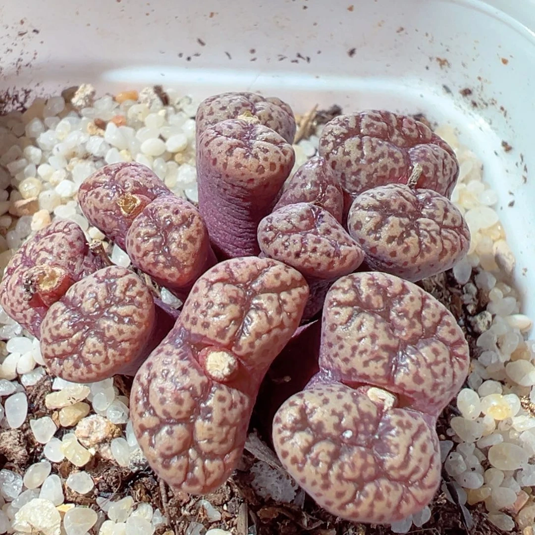 1217-495多肉多肉蝴蝶