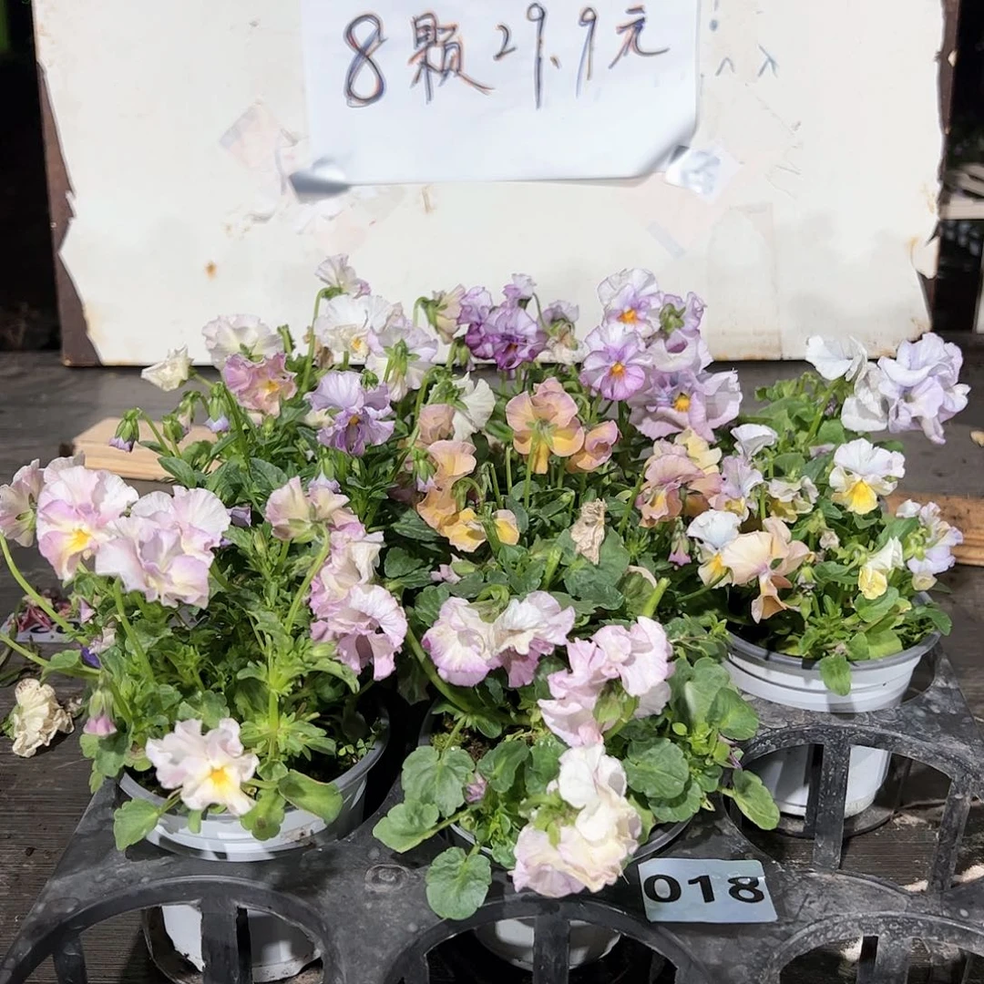 【闪购商品】018号