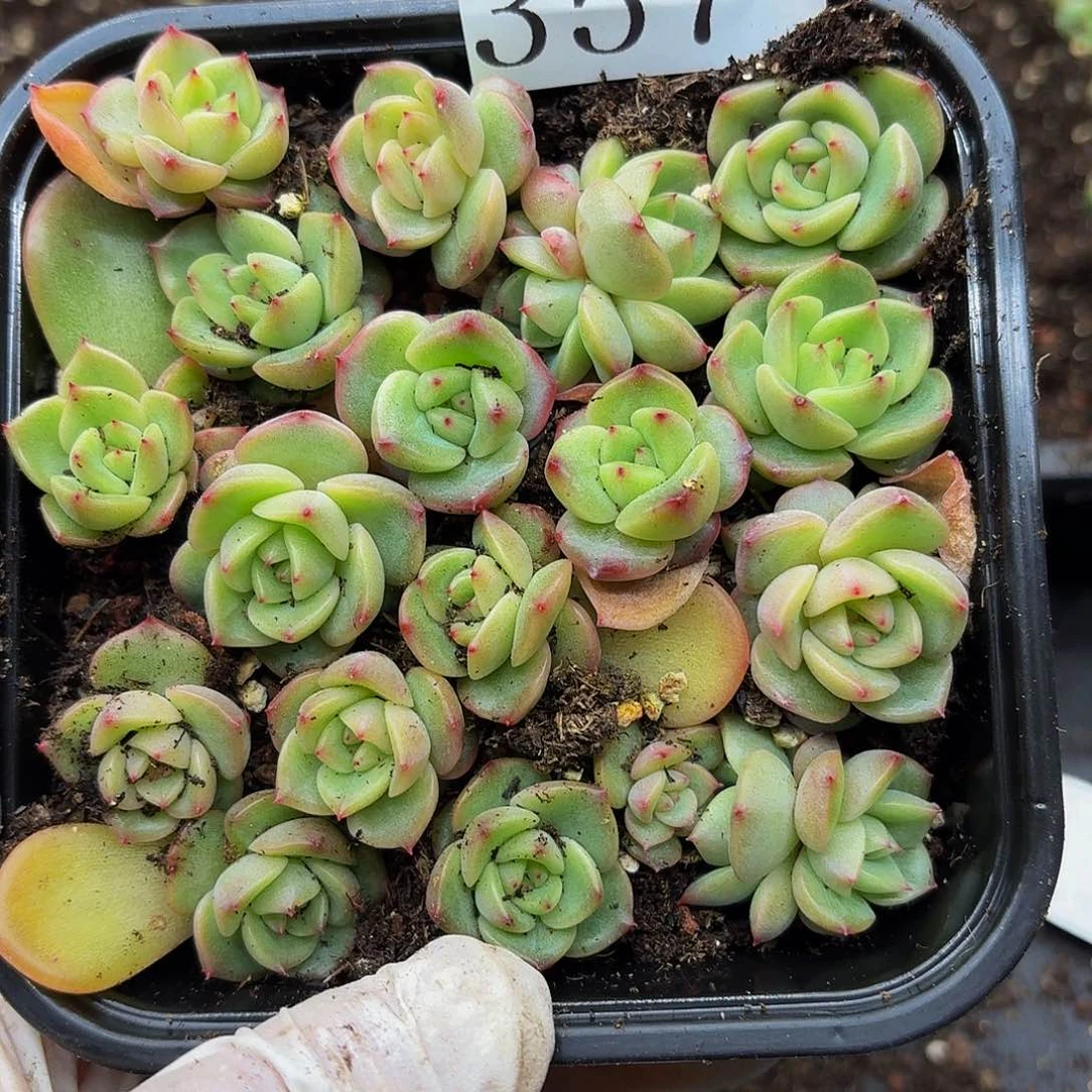 多肉植物多肉植物357