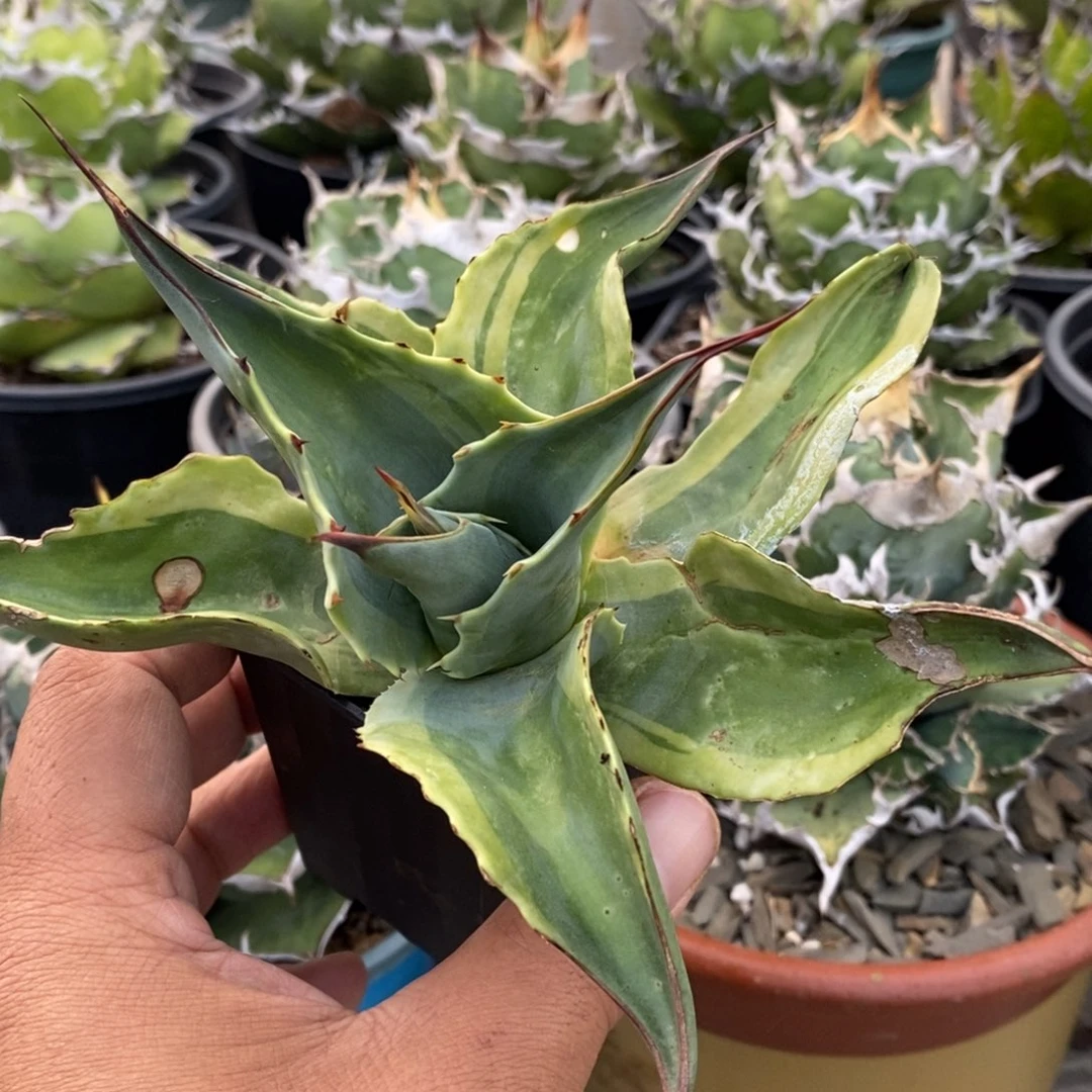 鲸鱼舌覆轮顶芽有过蓟马特价