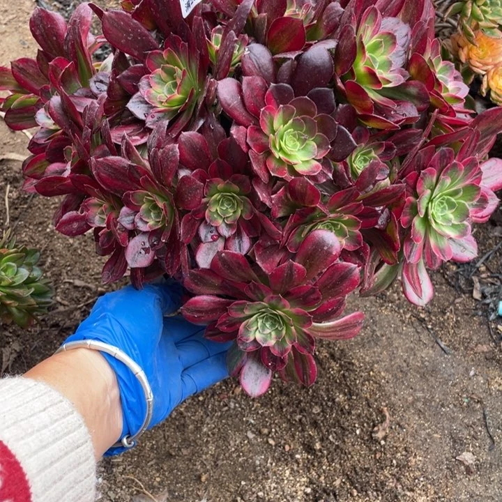 981号安娜多肉植物