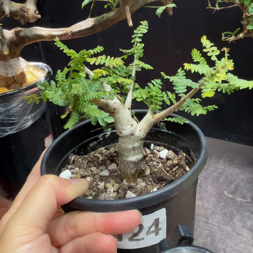 88888888尼勒达乳香124