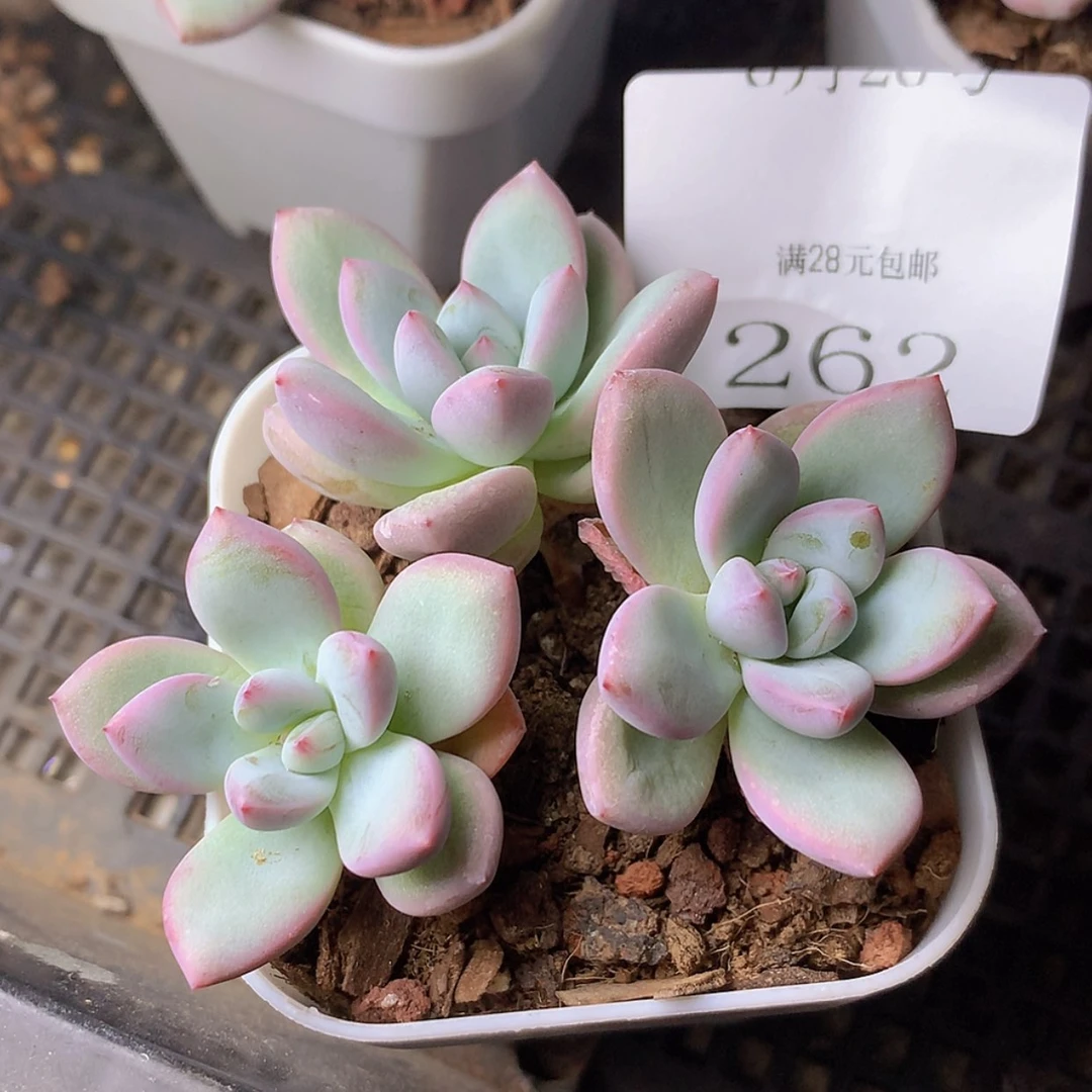 【闪购商品】云262号知否