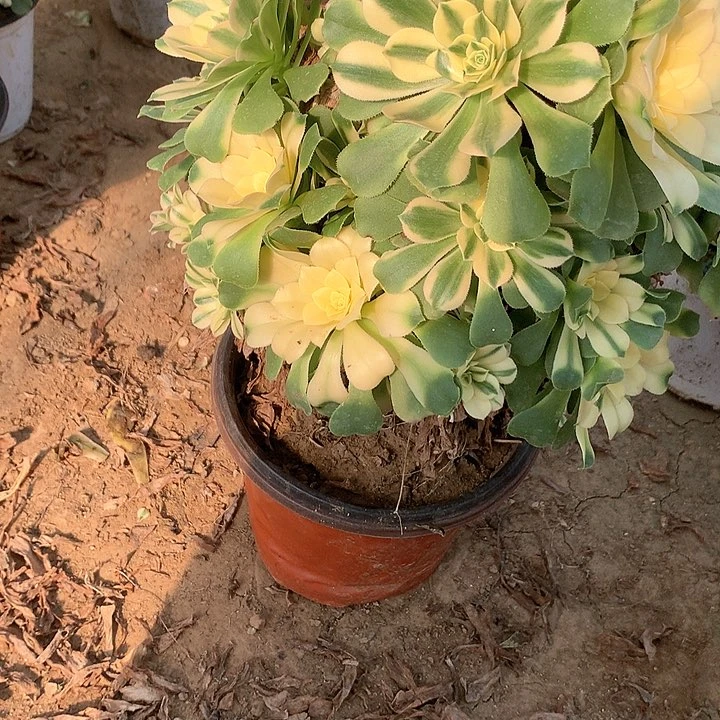 多肉植物心尼亚160