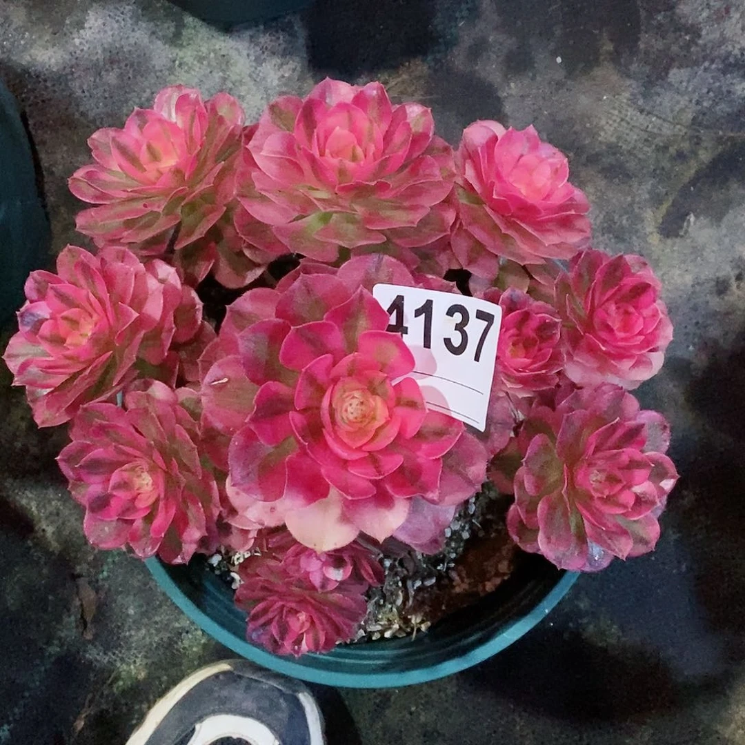 红陶4137倾城冠18