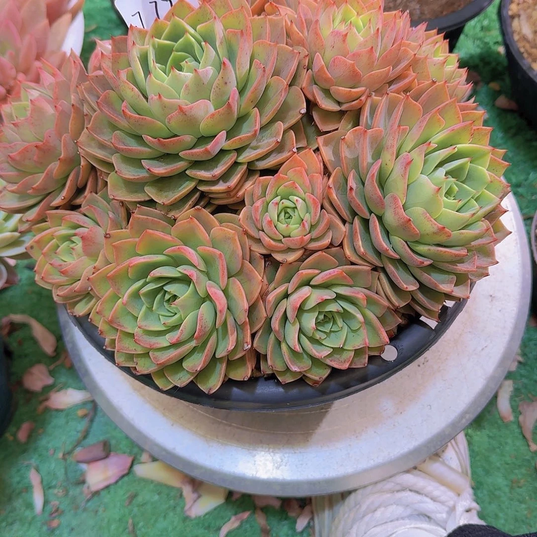 蛋*1779贝拉多肉植物