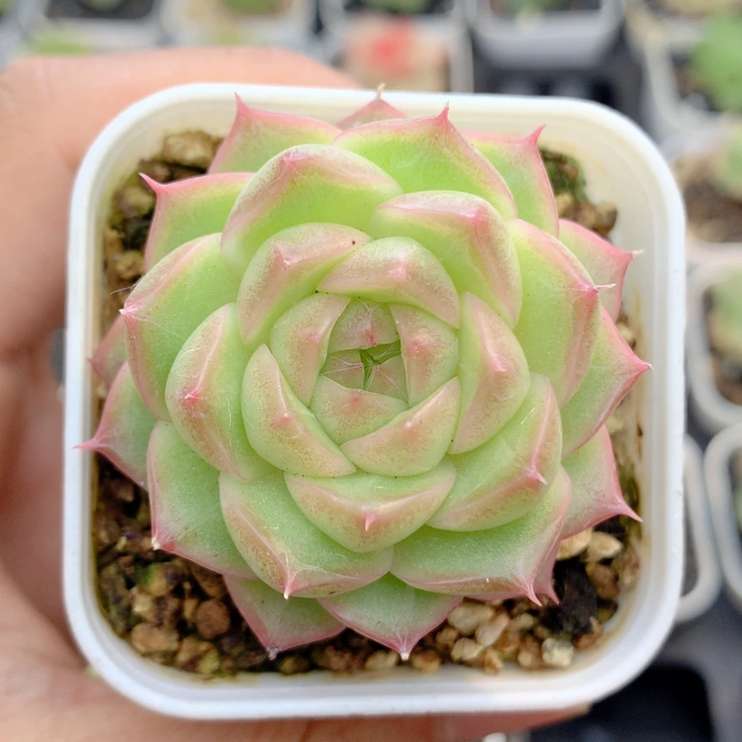 58包邮  群生不包整89