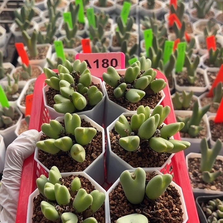 榴****180nnnnnnkkjnjjbnbbbbb