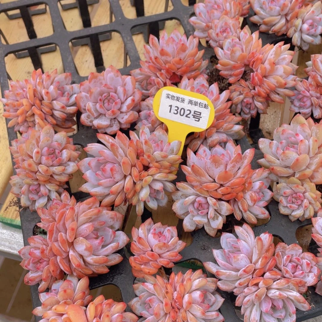 1302号 全状态星星橙群生老桩一个