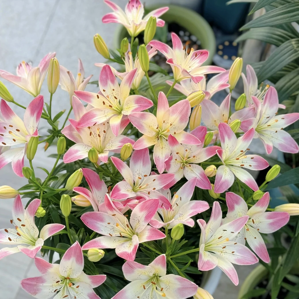 【小蜜月】14/16百合种球盆栽地栽  花量大耐寒耐热 一单包邮