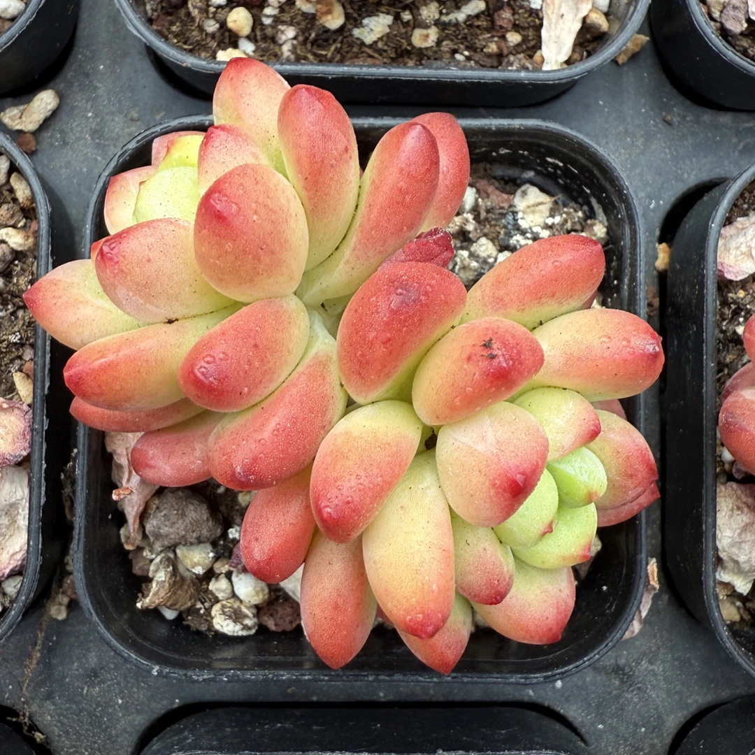 70#2-3头翠琉璃(5-7cm)带盆土