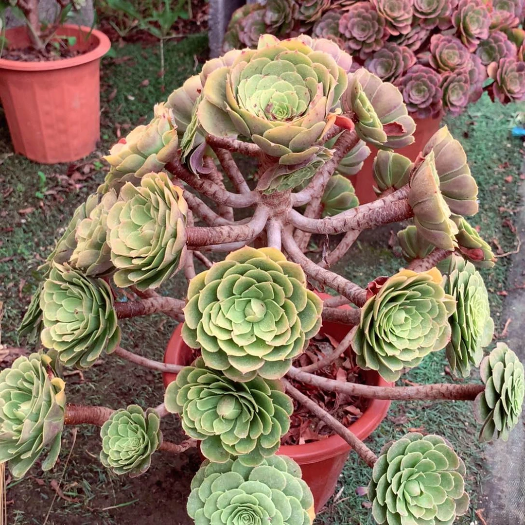 绿体萝莉，多肉植物