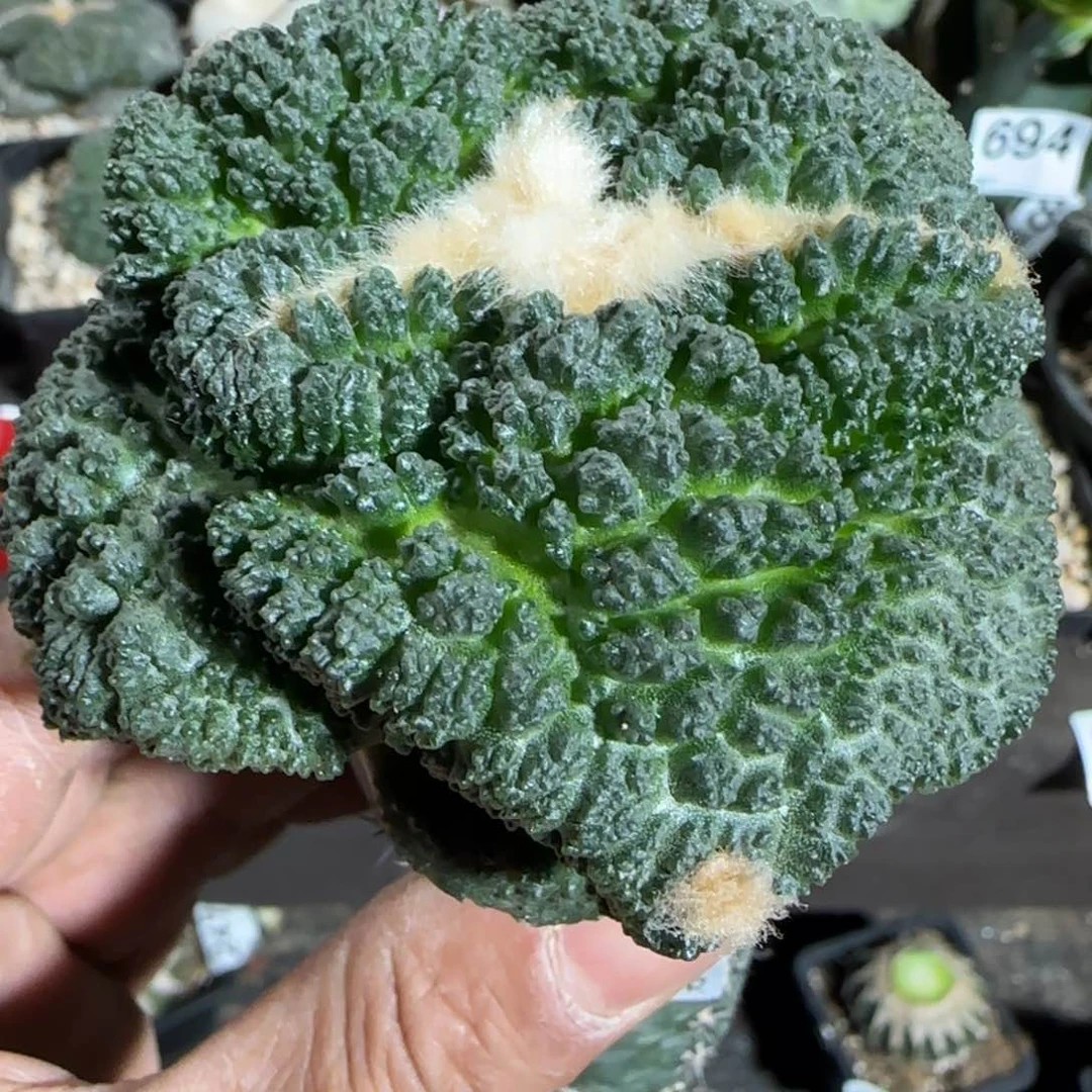【闪购商品】兔****觉超大尤菜花633