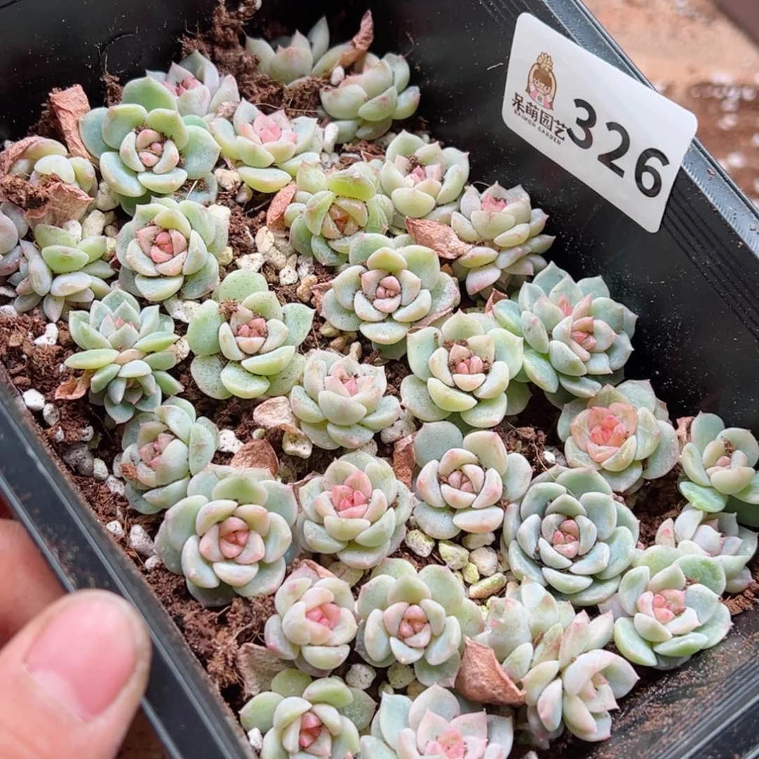 ?****浠多肉植物多肉植物