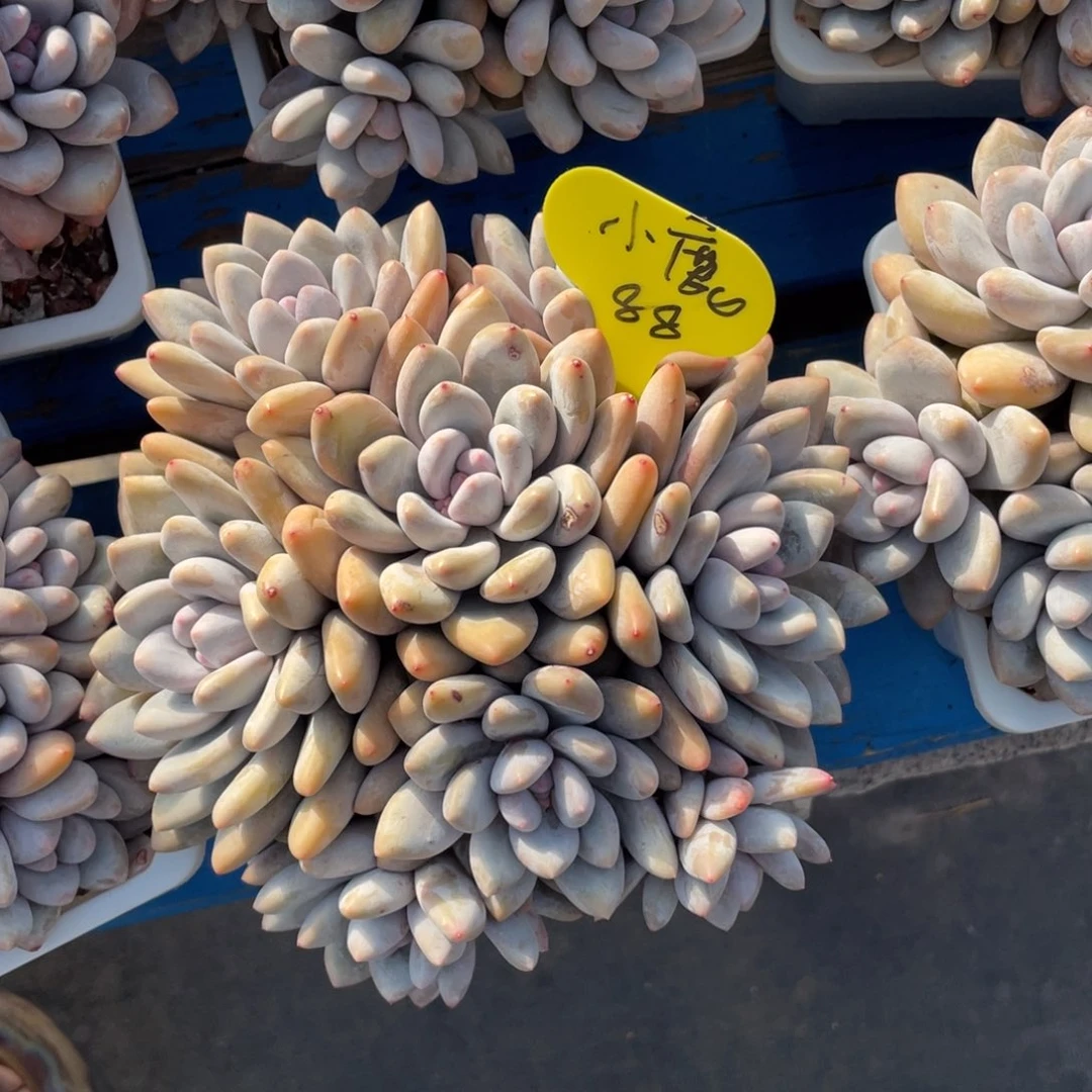 小***冲奶酪体香水一个无砍88