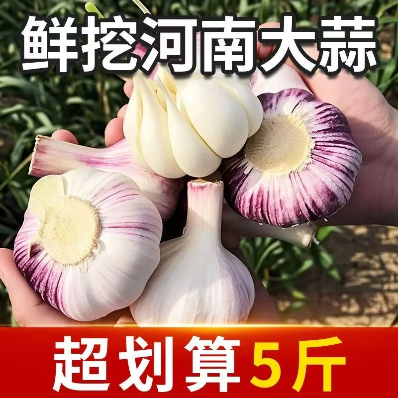 河南2025年现挖湿蒜鲜蒜头新鲜大蒜紫白皮包邮湿大蒜