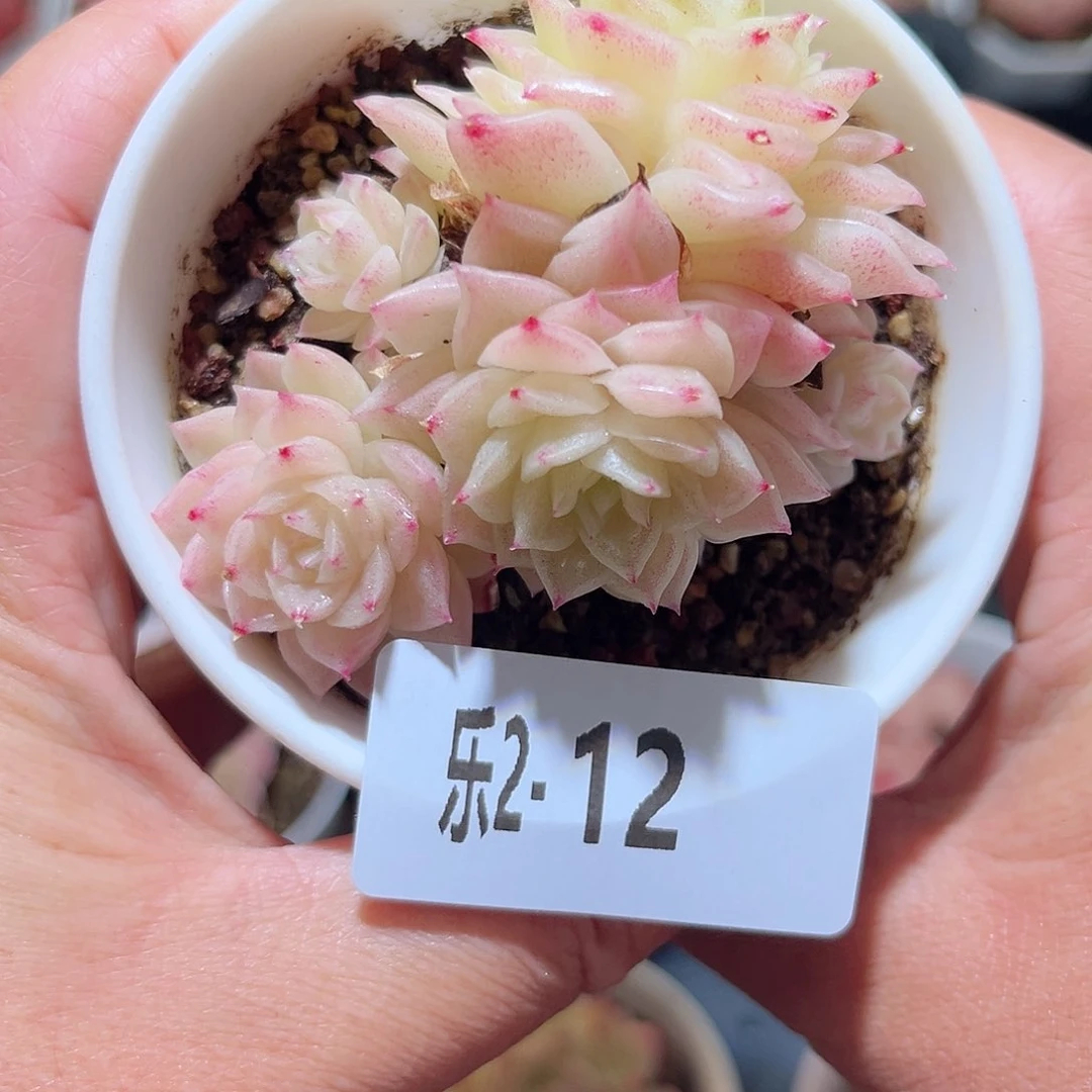 乐2-12幻影群不包整