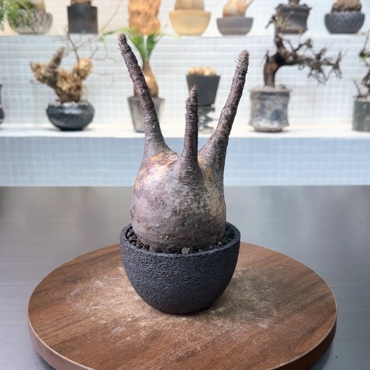 有根象牙宫一物一拍