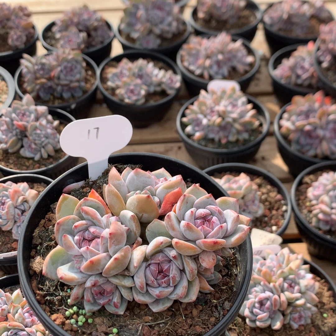 11.5厘米九头石榴籽 无砍 特价 17