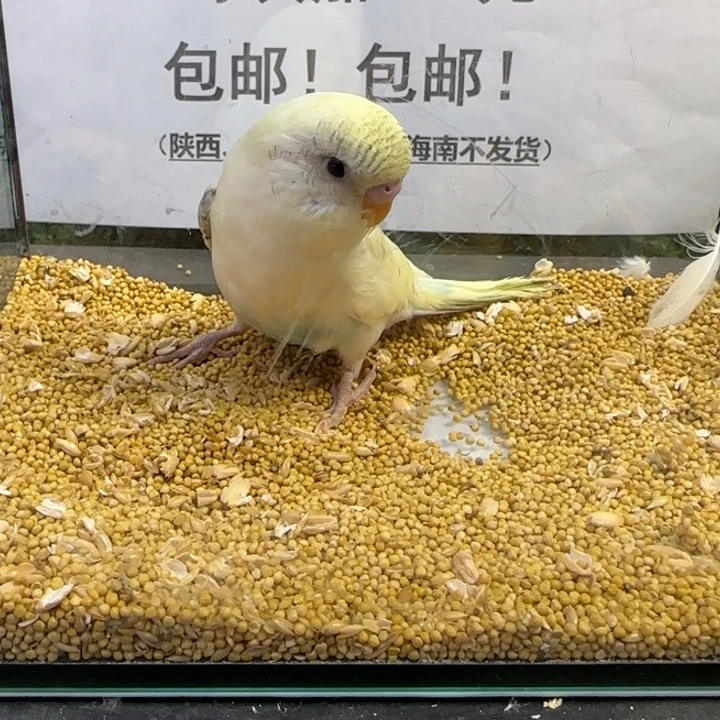 虎皮鹦鹉大头虎皮鹦鹉