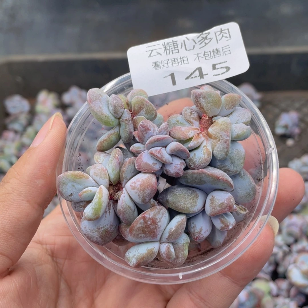 云糖心多肉植物145