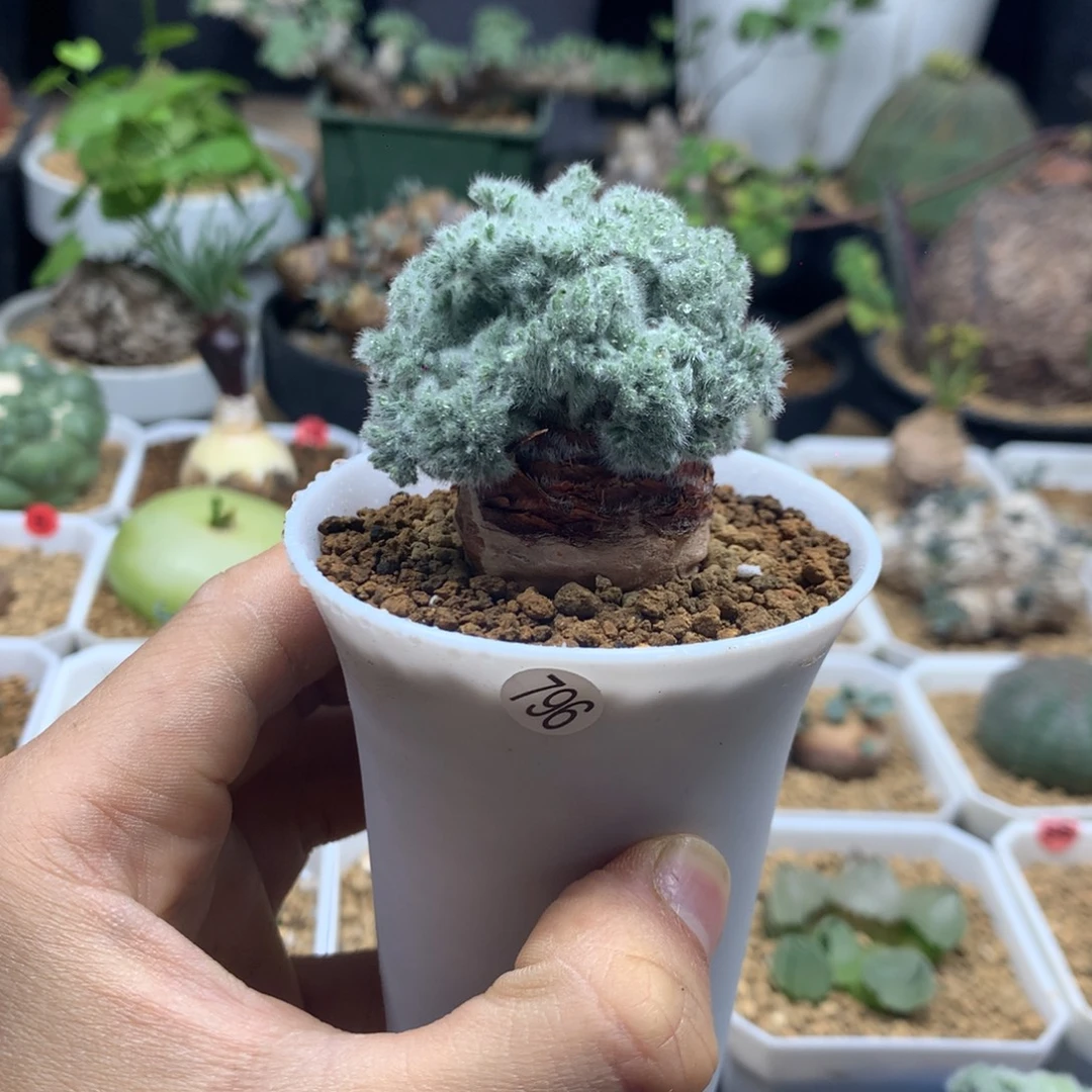 实生羽叶杨葵母本带盆