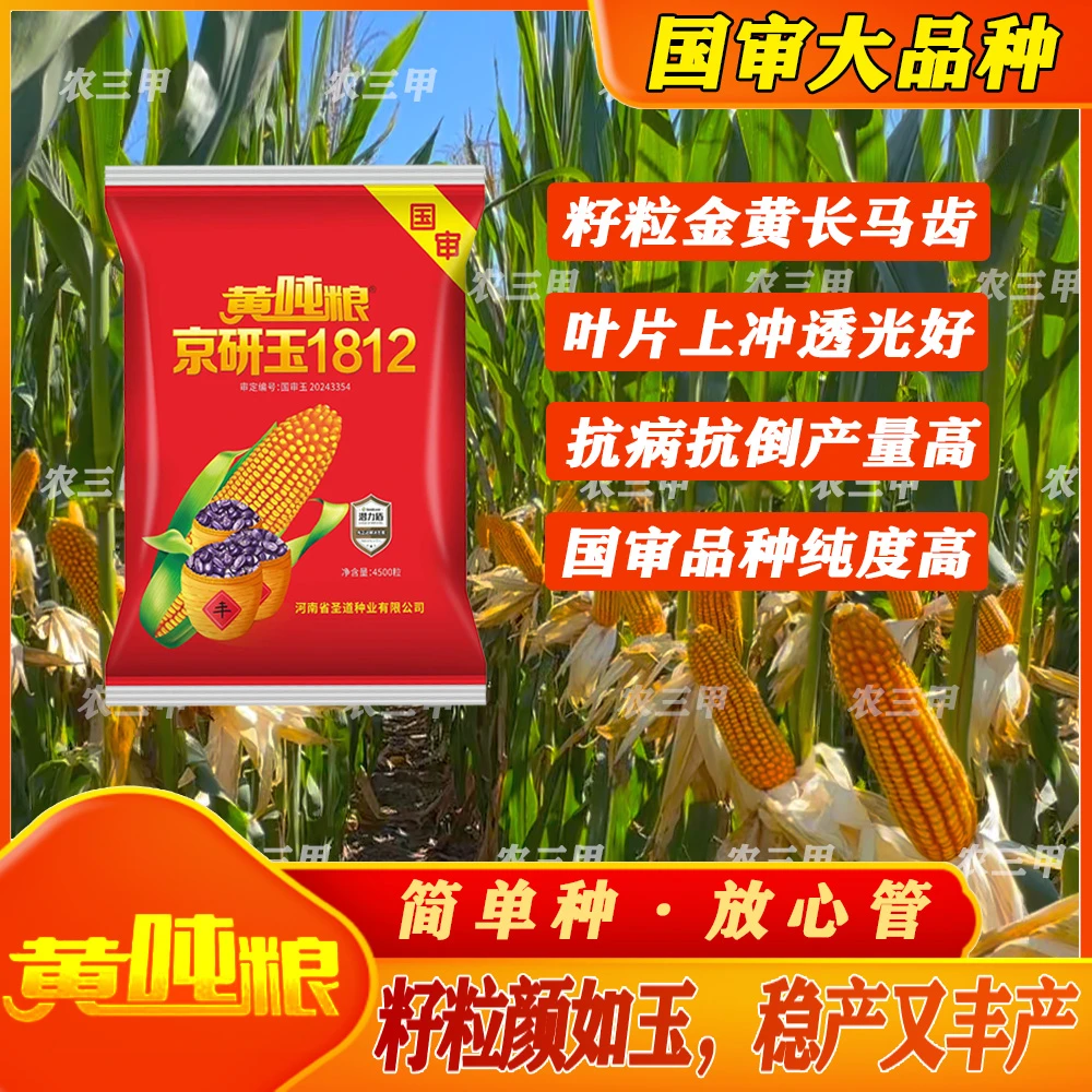 2024国审（黄吨粮）黄吨粮 京研玉1812角质粮固重压称高产种子