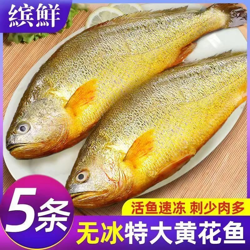 【250-300克/条】正宗深海大黄鱼冰鲜冷冻黄花鱼温州直发大黄鱼