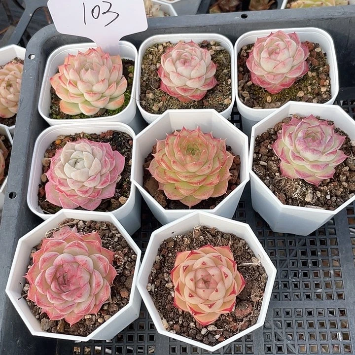 薇薇安园艺多肉103