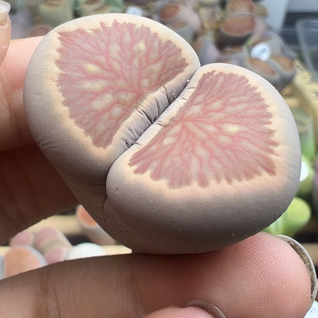3821超美血管菊福利清
