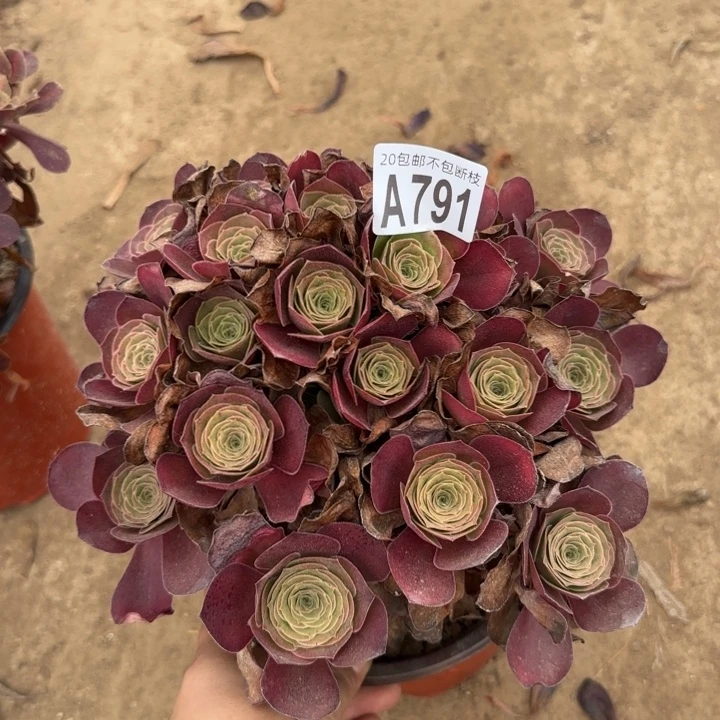 魅金……多肉植物……