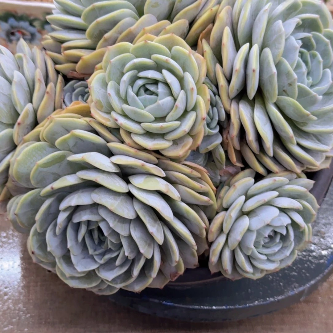 花***轩劳林精品老桩多肉