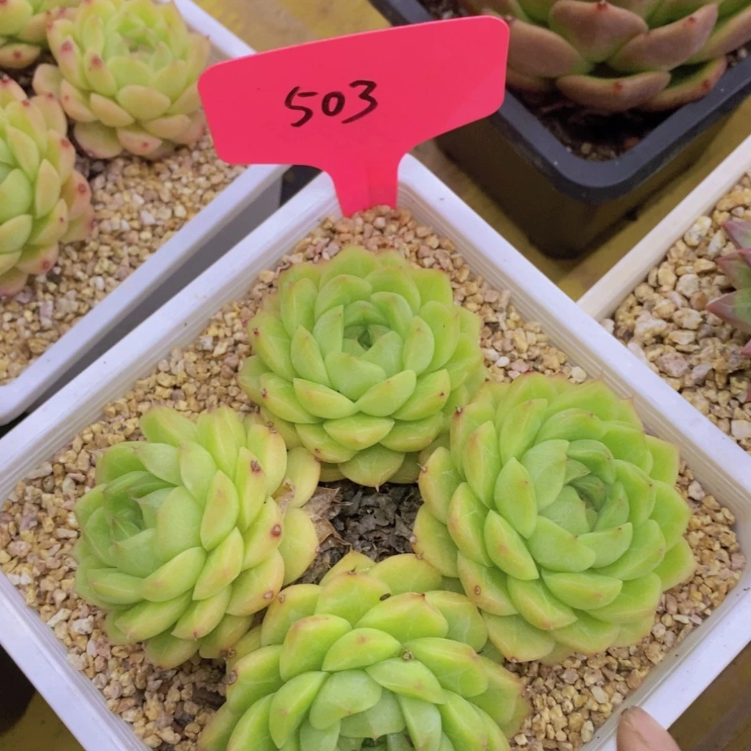 开心多肉，第一场破价，不做对比，不保整的