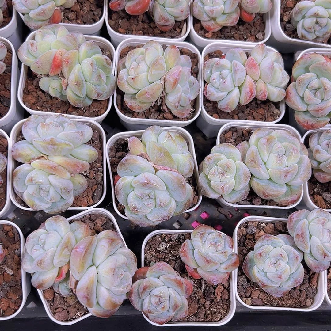 精品双头冰玉5.5厘米盆