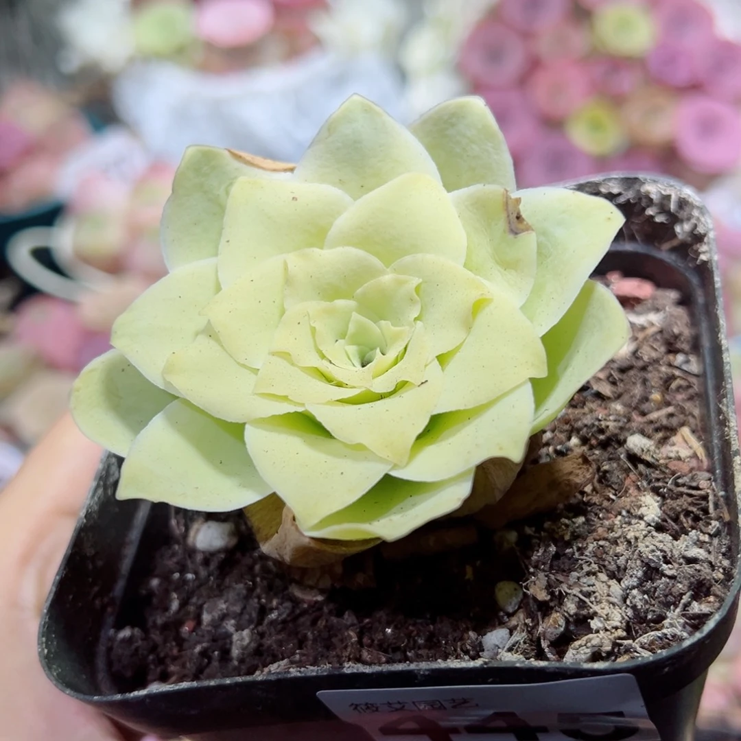 445黄玫瑰蕾丝。