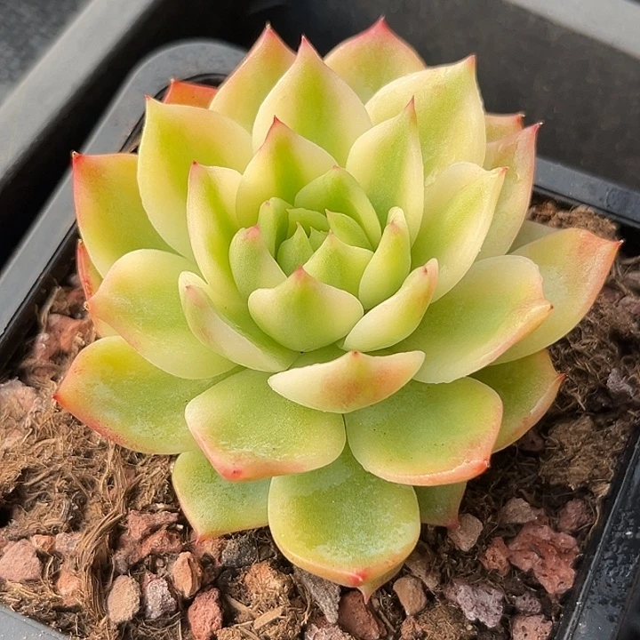 凌静腹轮锦青草绿