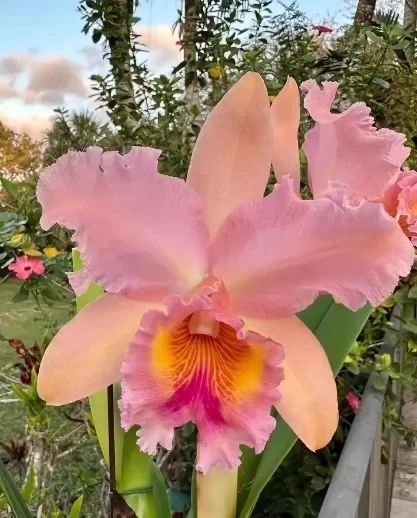 乔治国王 卡特兰 Rlc.George King 'Serendipity' AM/AOS