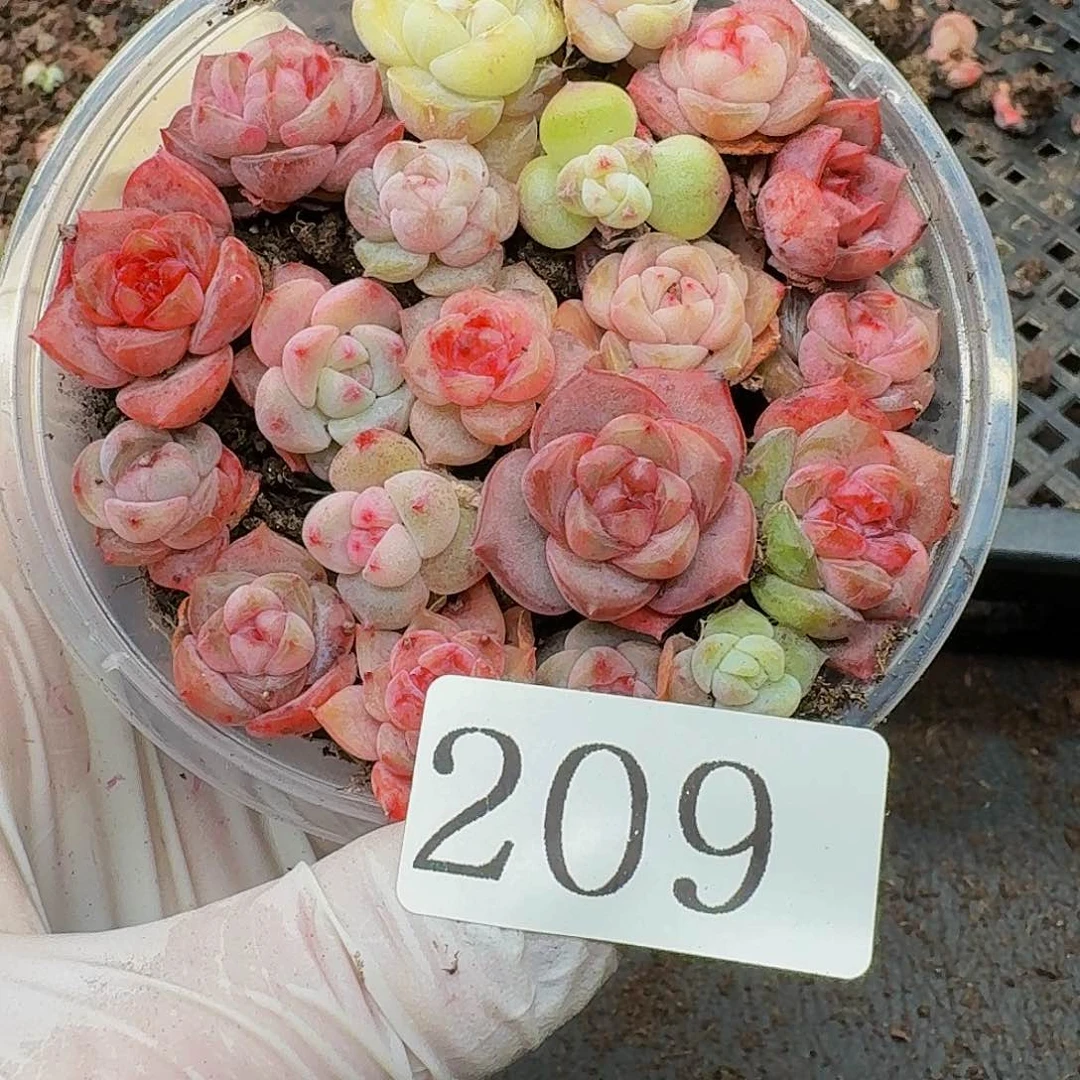 多肉植物多肉植物209