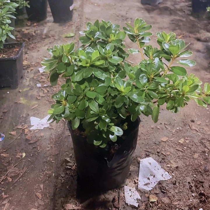 完全开放春娟九重