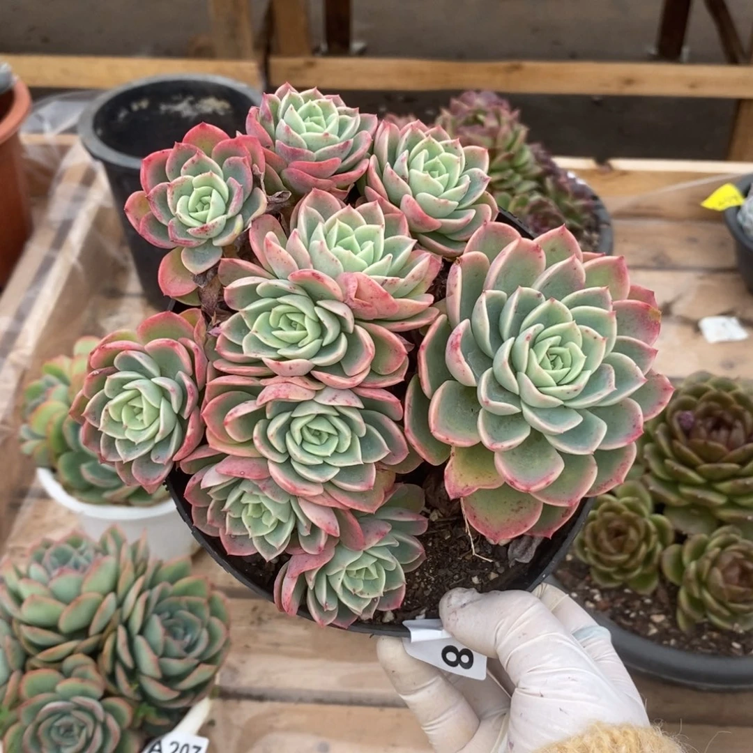 318哈密瓜朵朵缀一物一拍