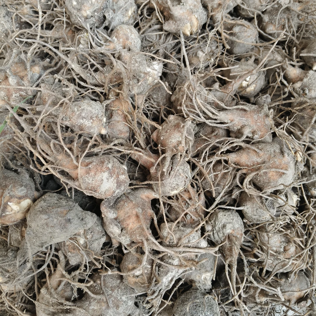 江油新鲜父子扶阳必备 当天现挖新鲜根茎 江油发货