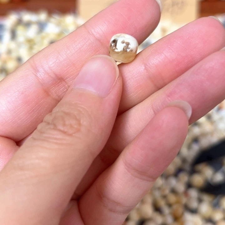 裸石蜜蜡未镶嵌8.5mm一个