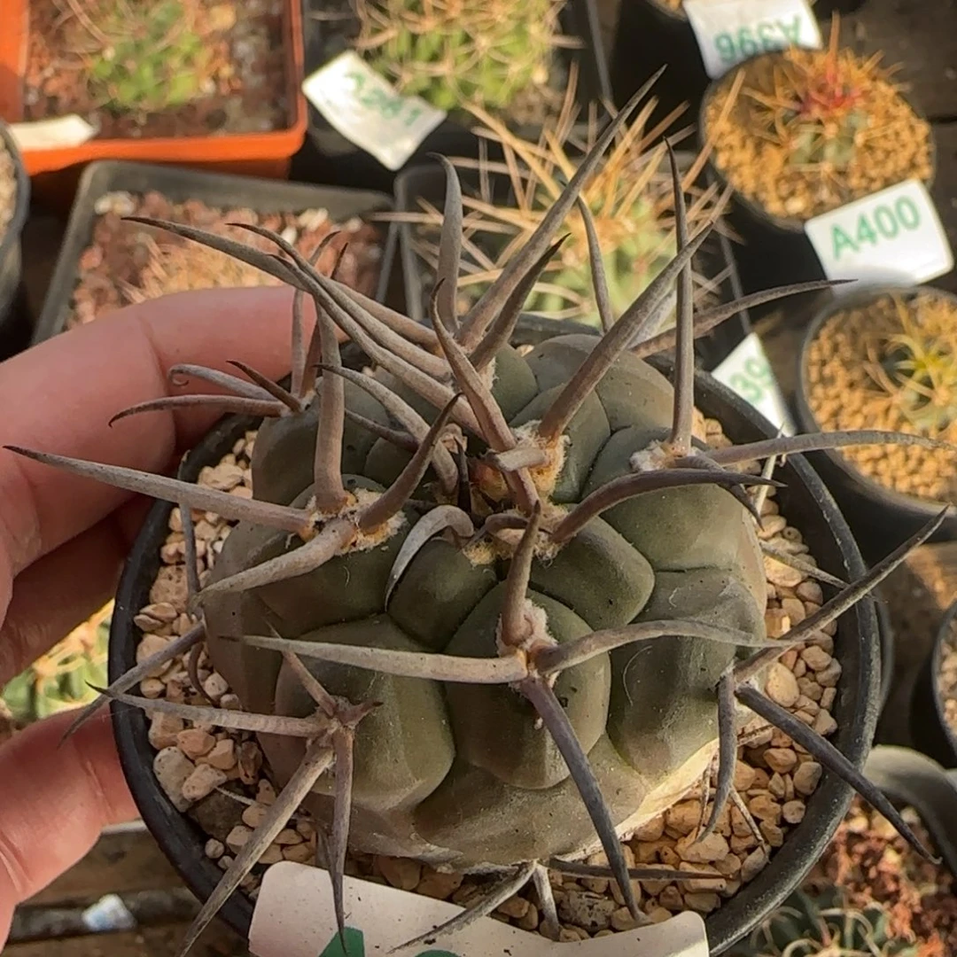 摩天龙 实生仙人球297