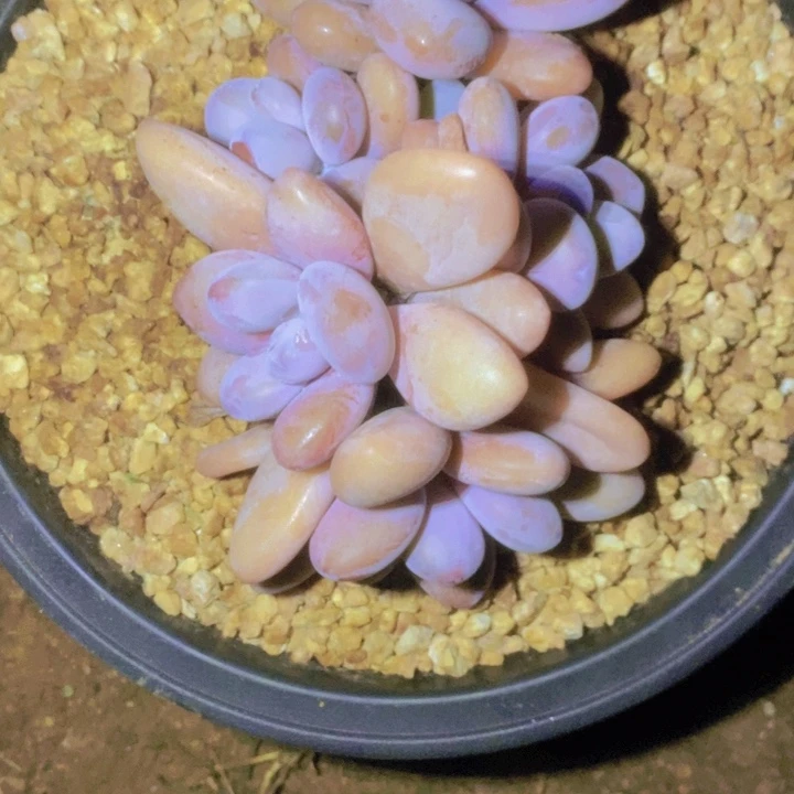 風***你说你喜欢什么颜色嘛哈啊哈哈你