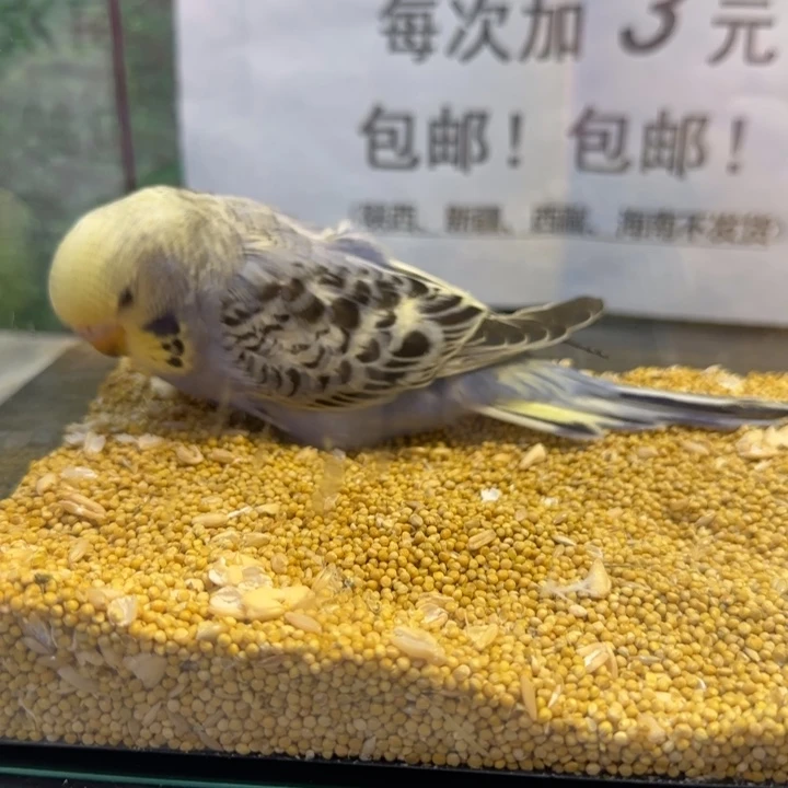 虎皮鹦鹉大头虎皮鹦鹉